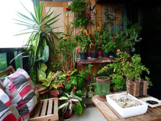 Decoração com plantas para varanda