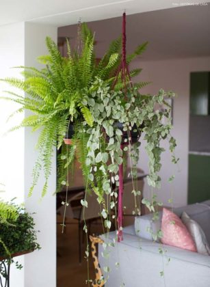 Decorações com plantas ornamentais na sala