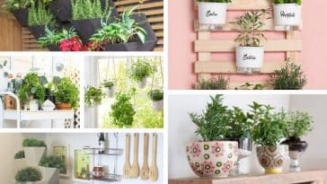 Plantas decorativas para sua cozinha