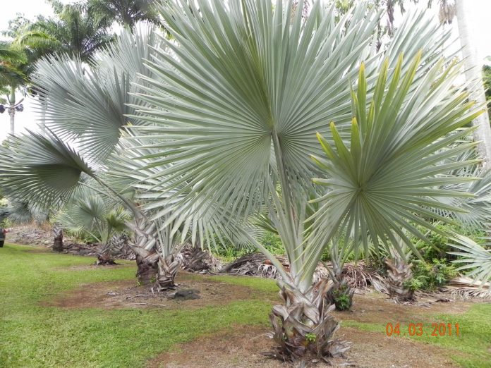 Tipos de palmeiras: conheça 10 espécies mais utilizadas em jardins