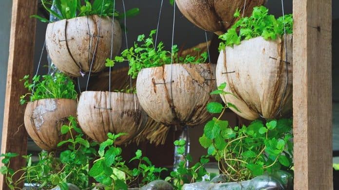 hortas plantadas em coco, ótima ideia