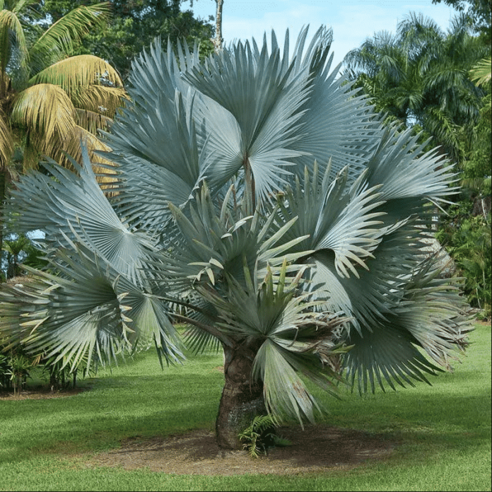 Palmeira Azul: Uma linda palmeira para a decoração do seu jardim