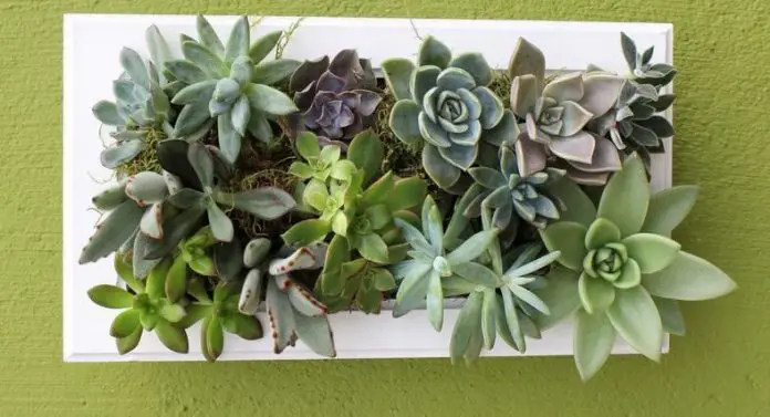Aqui as suculentas formaram um lindo quadro que pode enfeitar várias partes de uma casa note que essa suculenta se assemelha a uma flor por possuir folhas gordinhas.