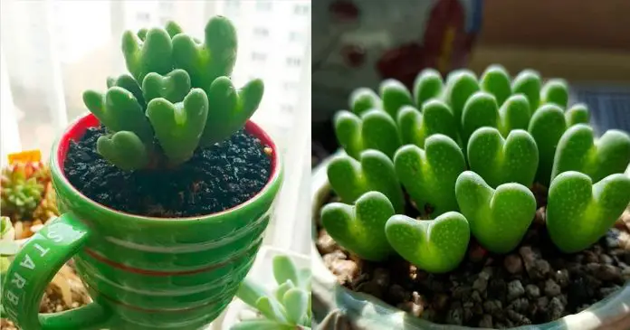 Essa espécie é uma fofura, elas têm o formato de coração e são super singelas, veja que na imagem elas podem ser plantadas até em xícaras, muito diferentes só tendem a somar.