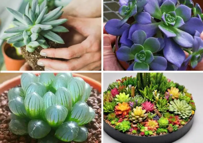 Aqui você pode ver vários estilos de suculentas as que parecem flor, as de folhinha e a que parece um tipo de ovo transparente de feito bem diferente e inusitado