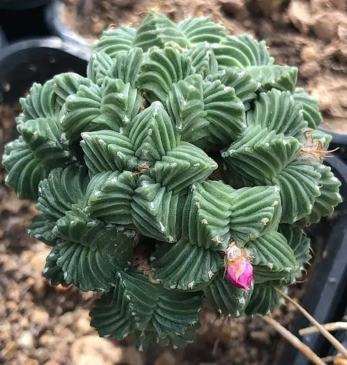 Aqui podemos ver uma espécie de suculenta um pouco mais rara, mas de muita beleza e charme,  note que ela forma flores no meio da planta em algumas épocas do ano e tem formato diferente, sendo muito bela.