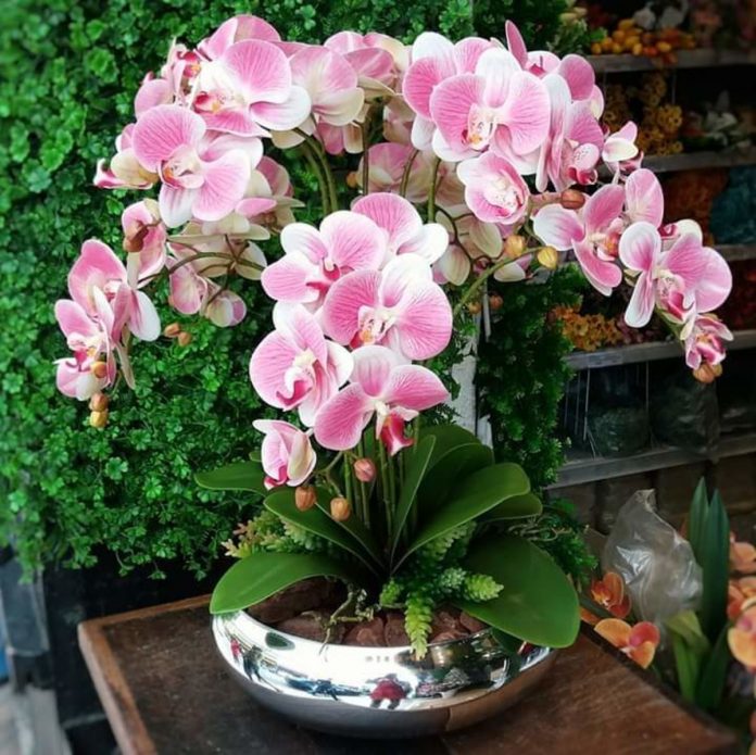 Como utilizar orquídeas na decoração de casa