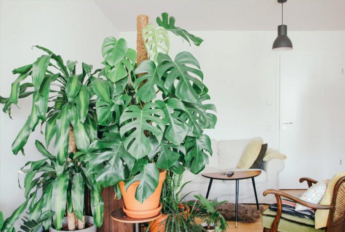 Plantas para Dentro de Casa: 10 Espécies Incríveis 