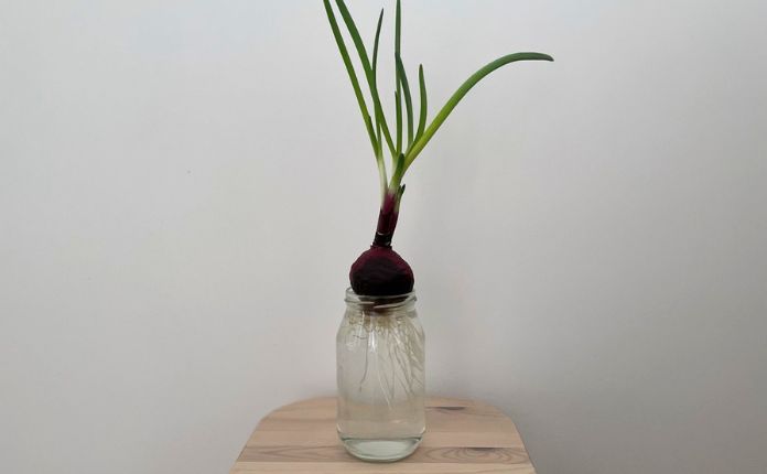 Como plantar cebola na água: Passo a passo
