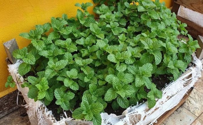 Como plantar hortelã em vaso ou floreira