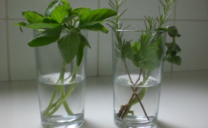 Como plantar hortelã com galho na água