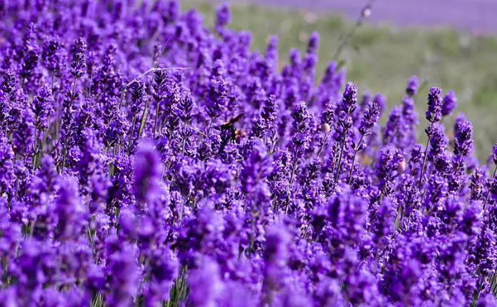 lavanda dar flor