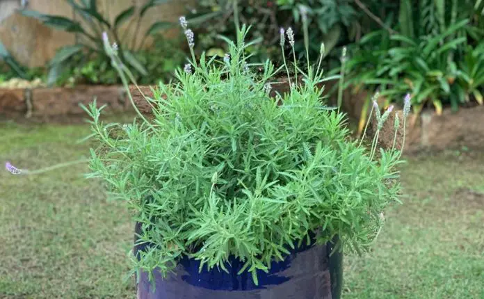 Como plantar lavanda no chão do jardim