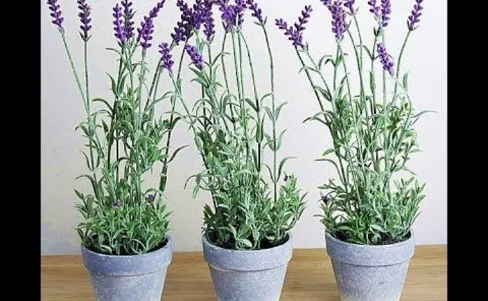 Como plantar lavanda em vaso