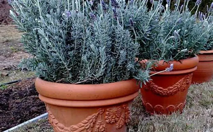 época para plantar lavanda