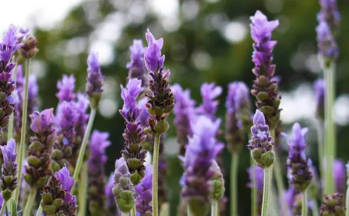 Como fazer um cultivo de lavanda