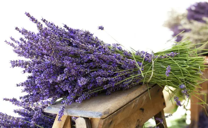 Se você quer sua casa ou jardim bem perfumados com uma planta fácil