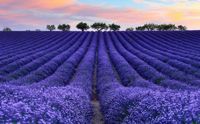 lavanda e alfazema