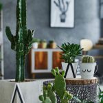 cropped-cactos-e-suculentas-para-decoracao-de-apartamento.jpeg