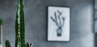 cactos-e-suculentas-para-decoracao-de-apartamento