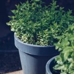 cropped-pexels-photo-4390599.jpeg