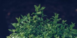 pexels-photo-4390599