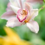 Orquidea