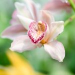 cropped-Orquidea.jpg