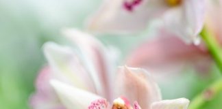 orquidea branca