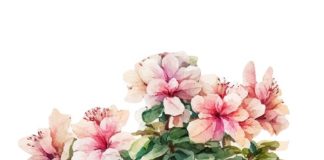 azalea-pot-watercolor-painting