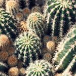 cropped-decoracao-cactos-001.jpg