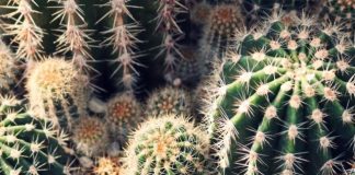 decoracao cactos 001