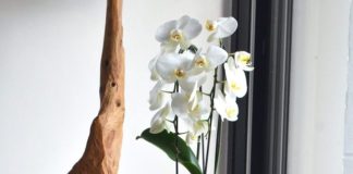 decoracao com orquideas 005