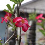 flower-pot-garden