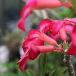 flower-that-is-red-color