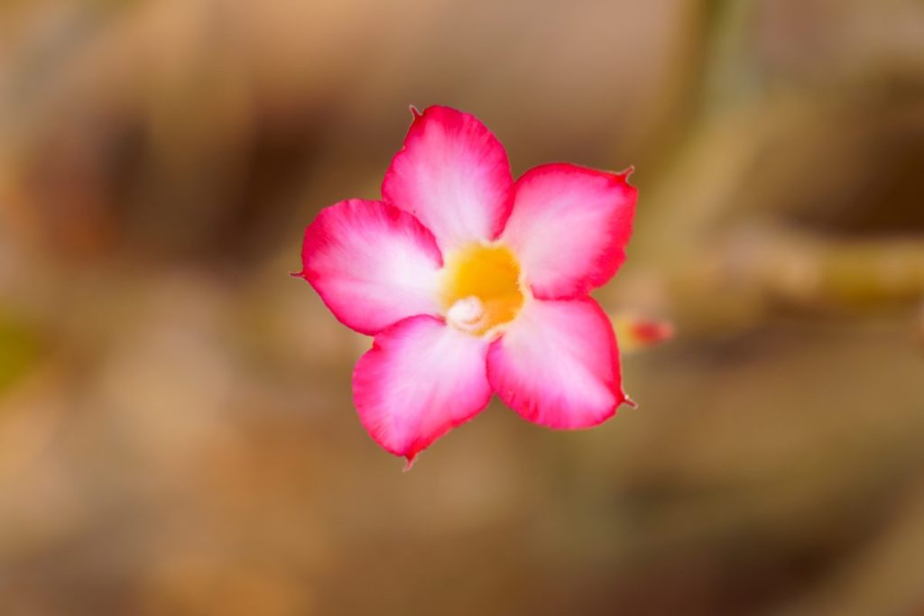 Como Cultivar Rosa Do Deserto 2557