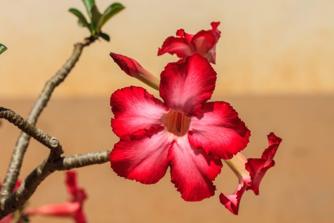 Como Cultivar Rosa Do Deserto 5502