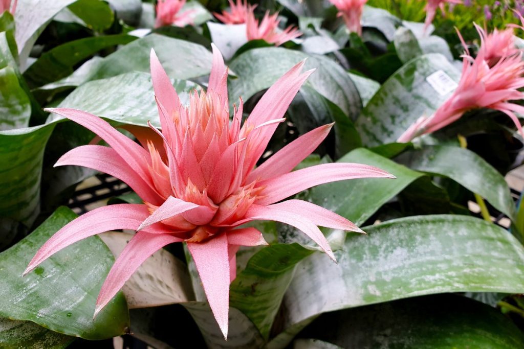Saiba como cultivar bromélias em casa!