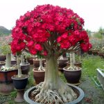 mudas-de-rosa-do-deserto-mix