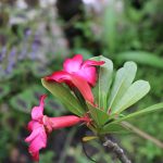 pink-flower-with-green-leaves-green-plant-background