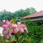 pink-white-flower-is-front-house