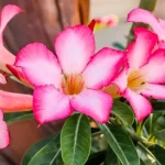 rosa-do-deserto-000
