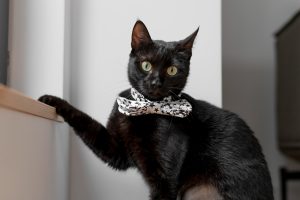 Gato usando gravata de Produtos para pet.