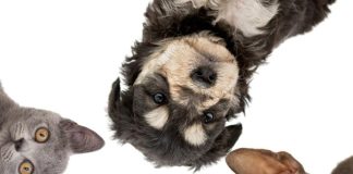 animais de estimação, cães e gaotos.