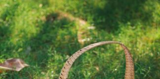 picnic-wattled-basket-with-bread-food-fruit