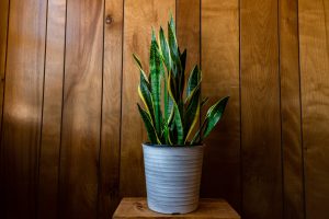 planta espada de são jorge em um vaso. 
