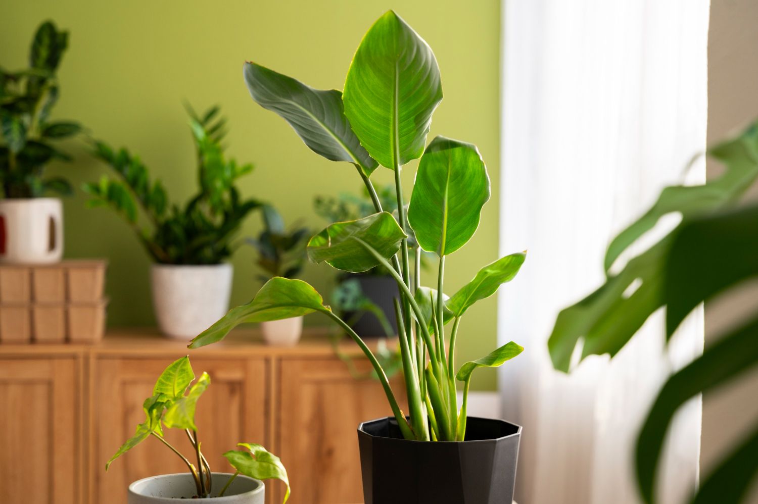 plantas umidificadoras na decoração da sala