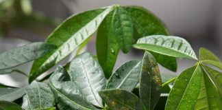 plantas umidificadoras
