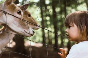 Criança fazendo um dia no zoológico como comemoração de Dia das Crianças.