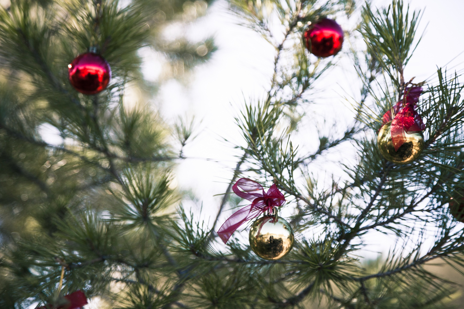 Decoração de Natal para jardim na árvore natural